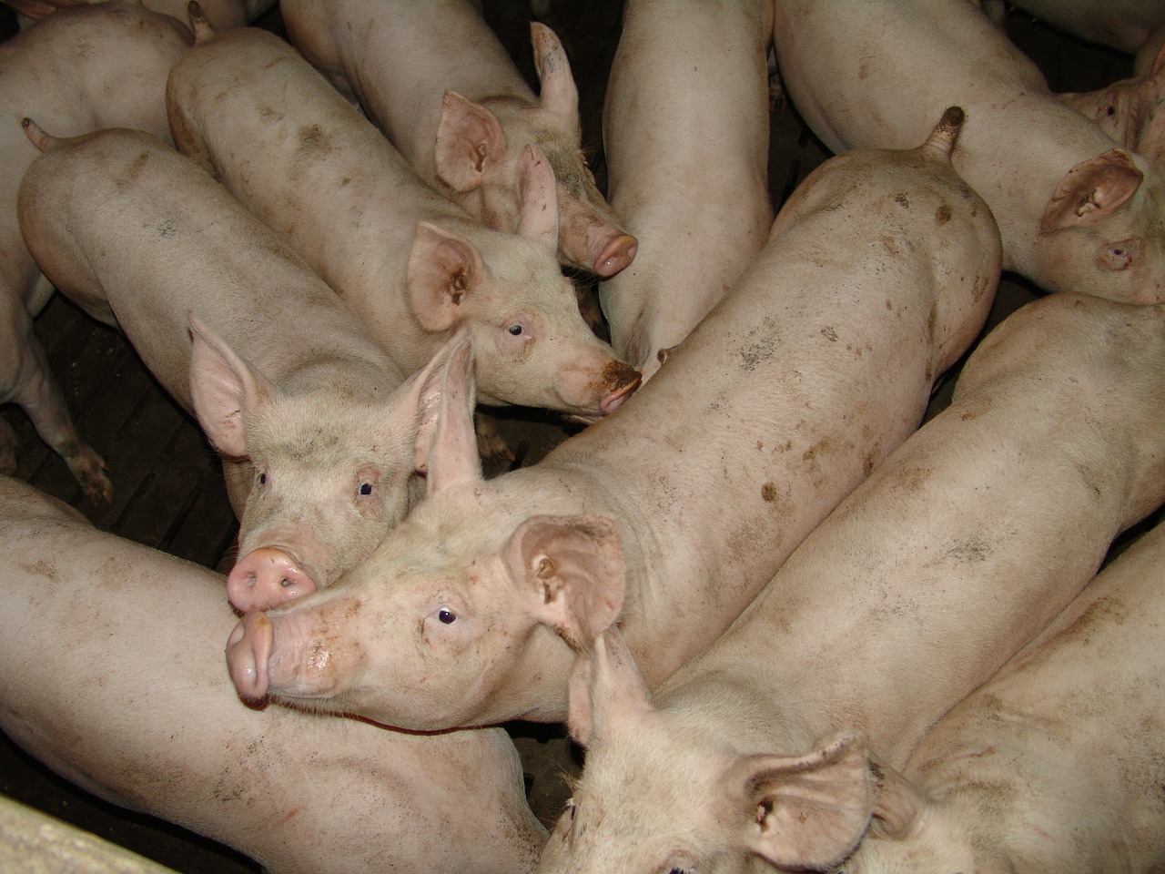 pork animals farm free photo
