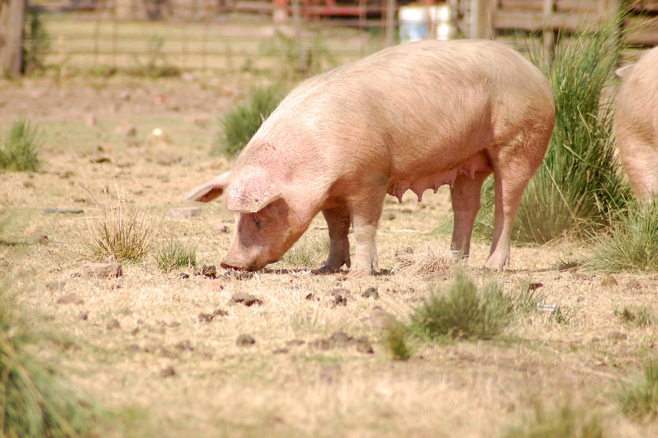 pork farm animal free photo