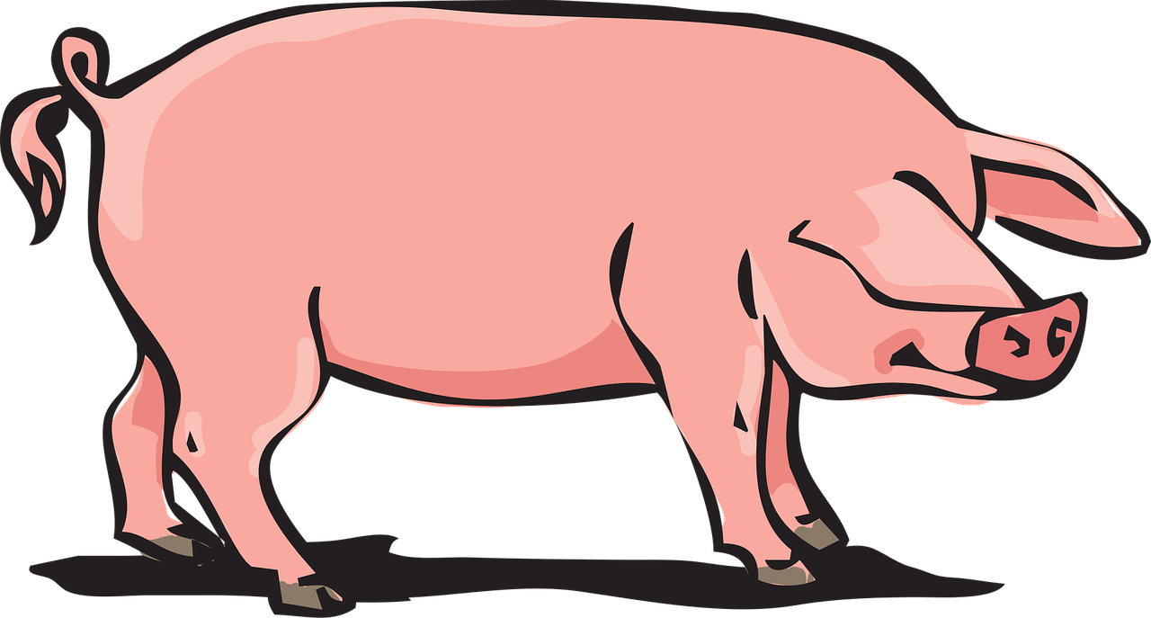 pork animal farm pig free photo