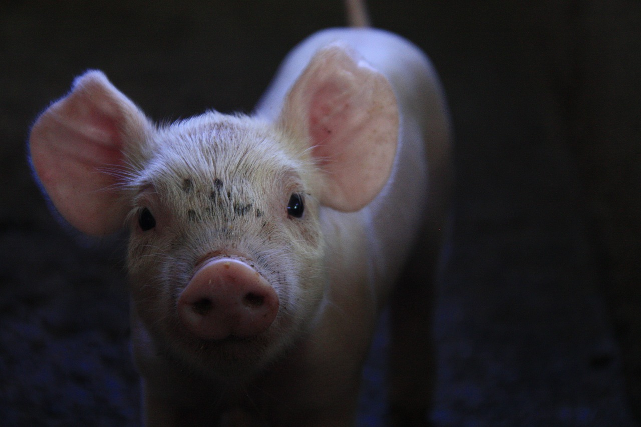 pork breeding little piggy free photo