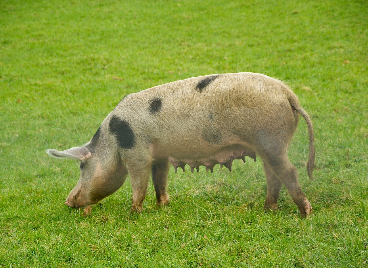pork sow breeding free photo