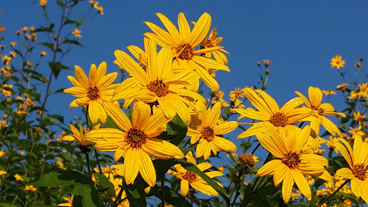 susan flowers pork potato flowers yellow free photo