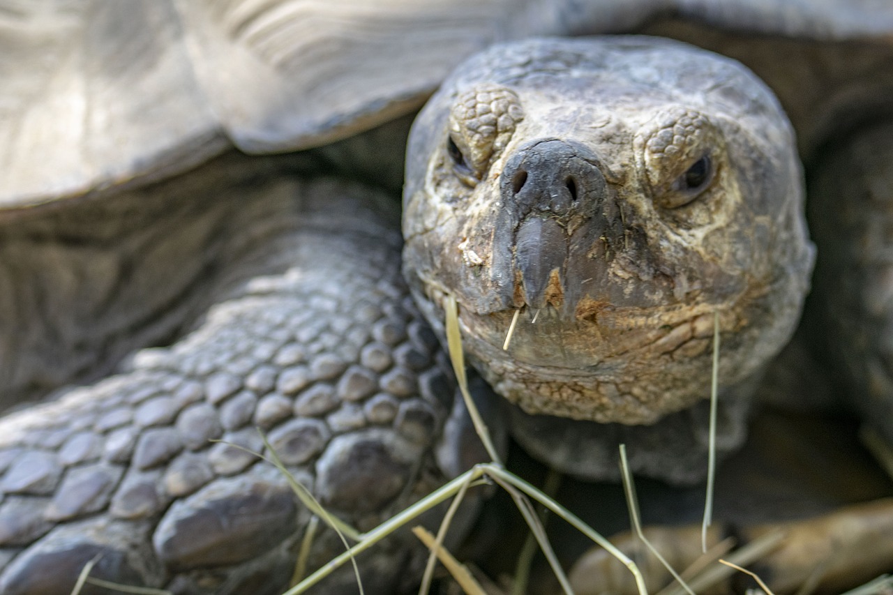 poroszlo  tisza-lake ökocentrum  tortoise free photo