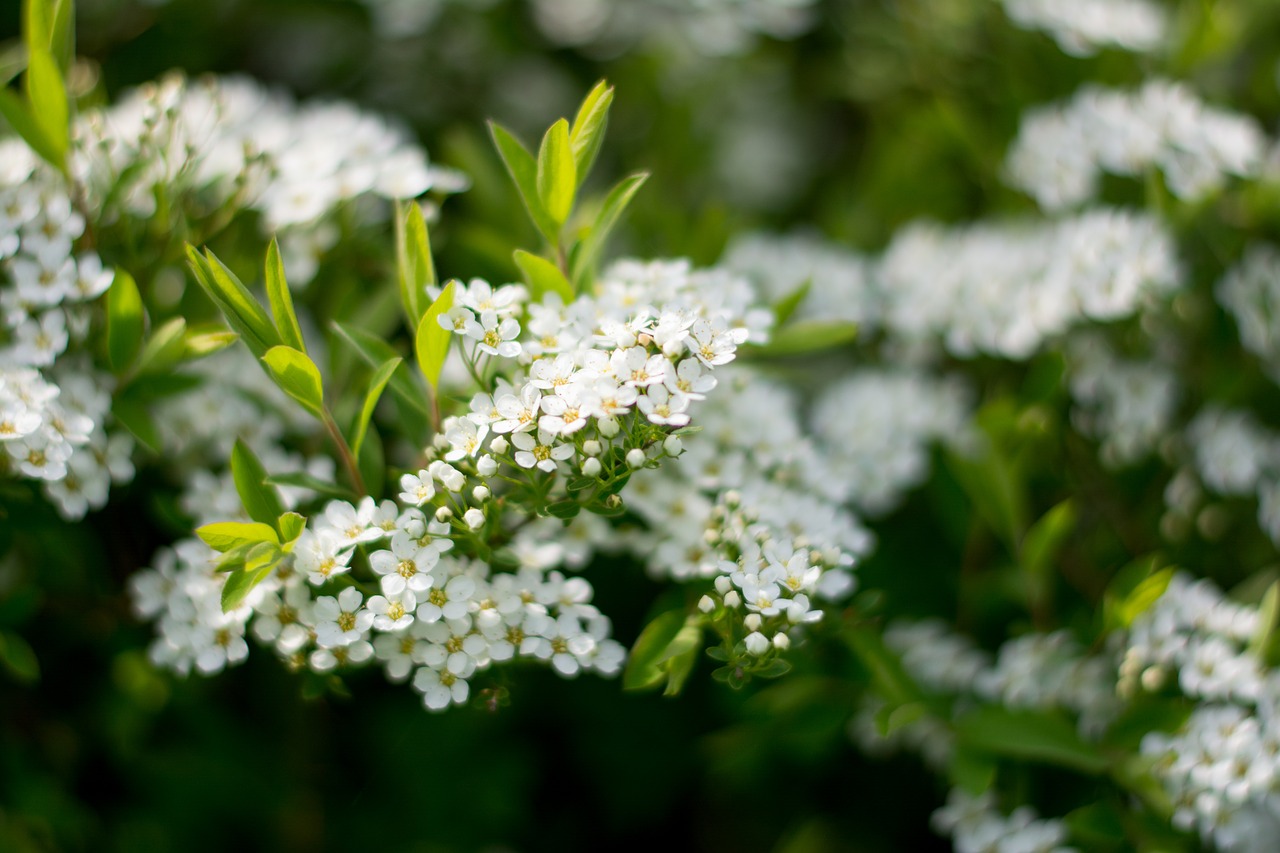 porridge white bush free photo