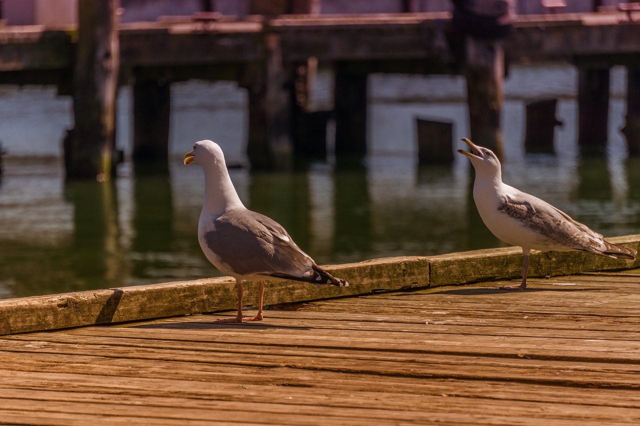 port gulls sea free photo
