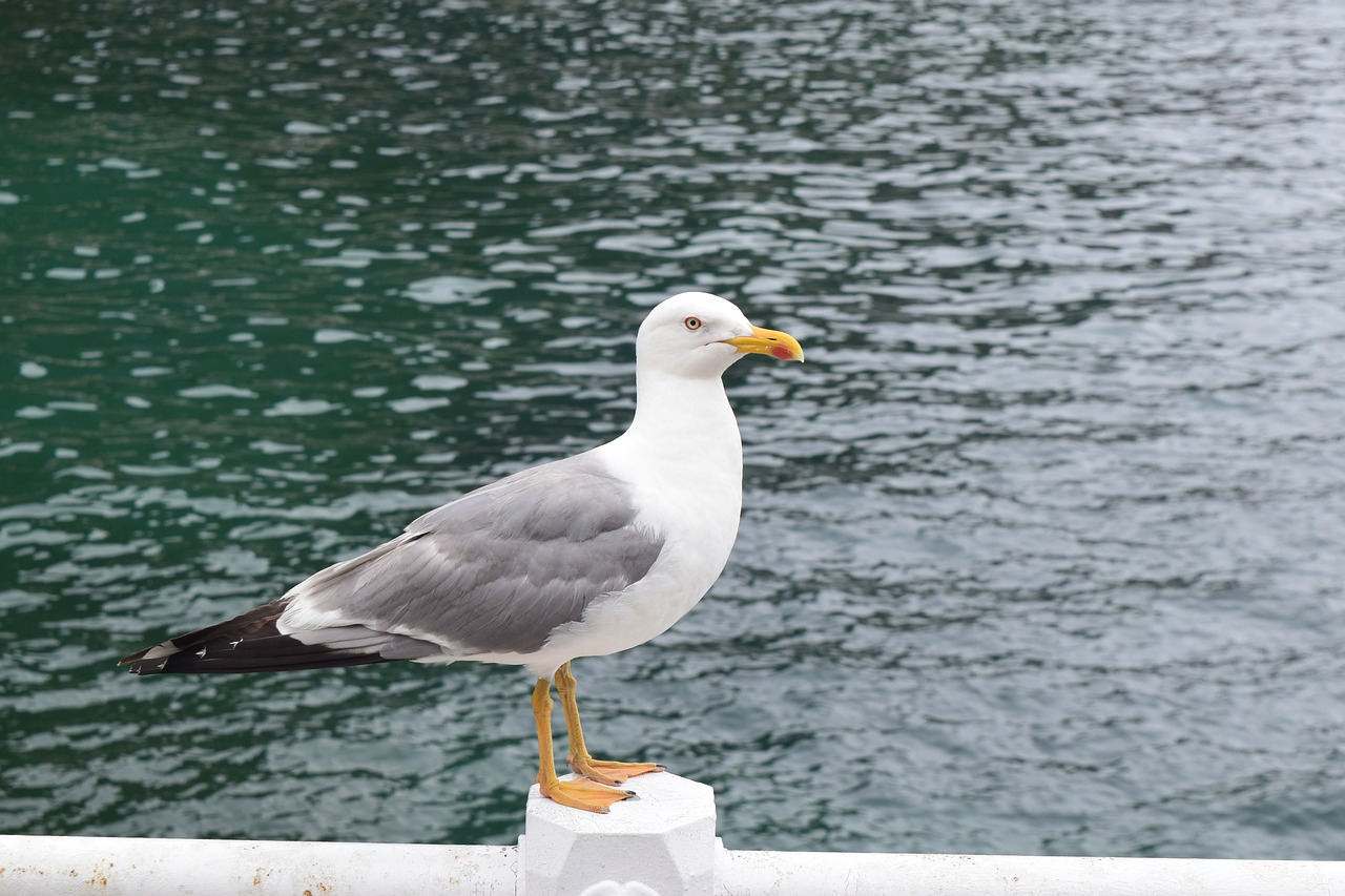 port seagull sea free photo
