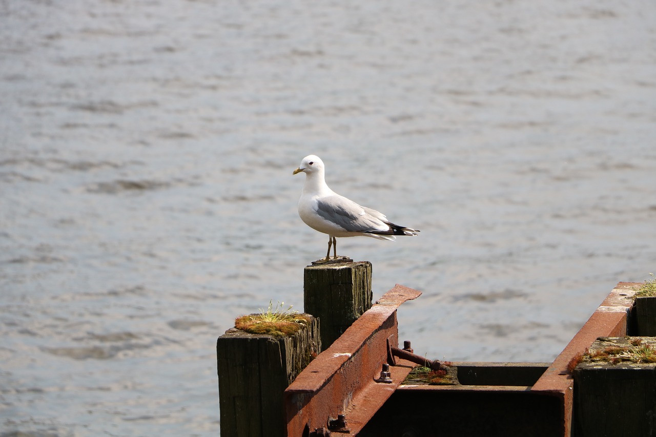 port  seagull  sea free photo