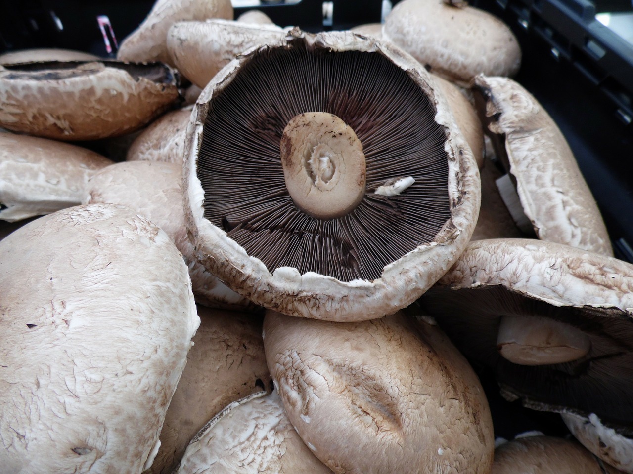 portabella mushrooms fungi free photo
