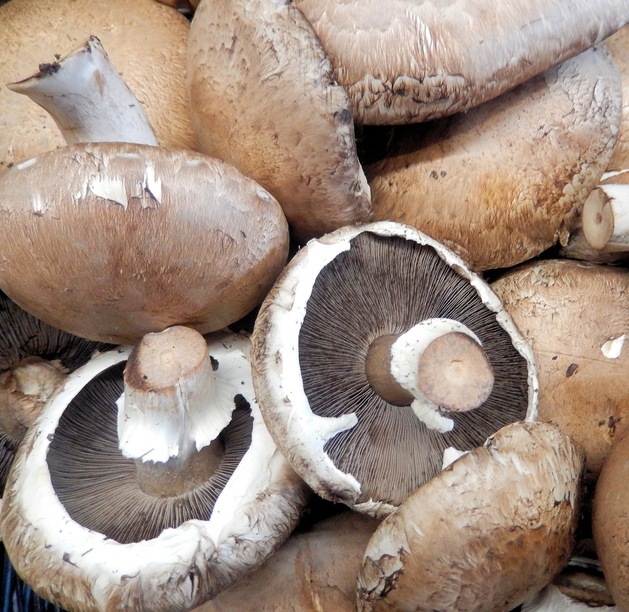 portabella mushrooms fungi nutrition free photo