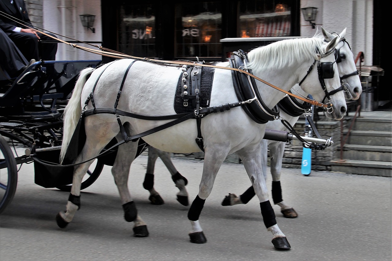 portable  transport  the horse free photo