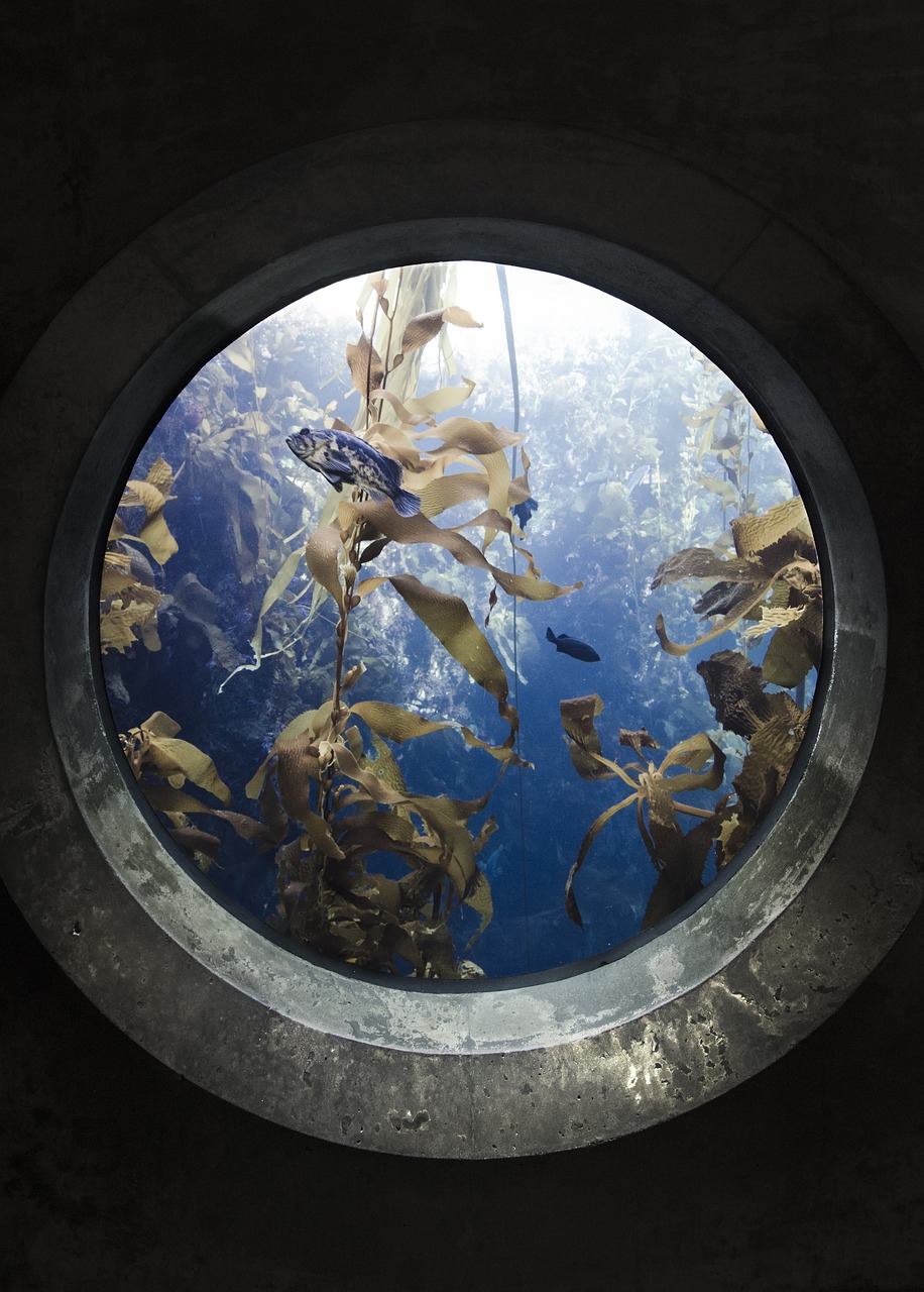 portal fish aquarium free photo
