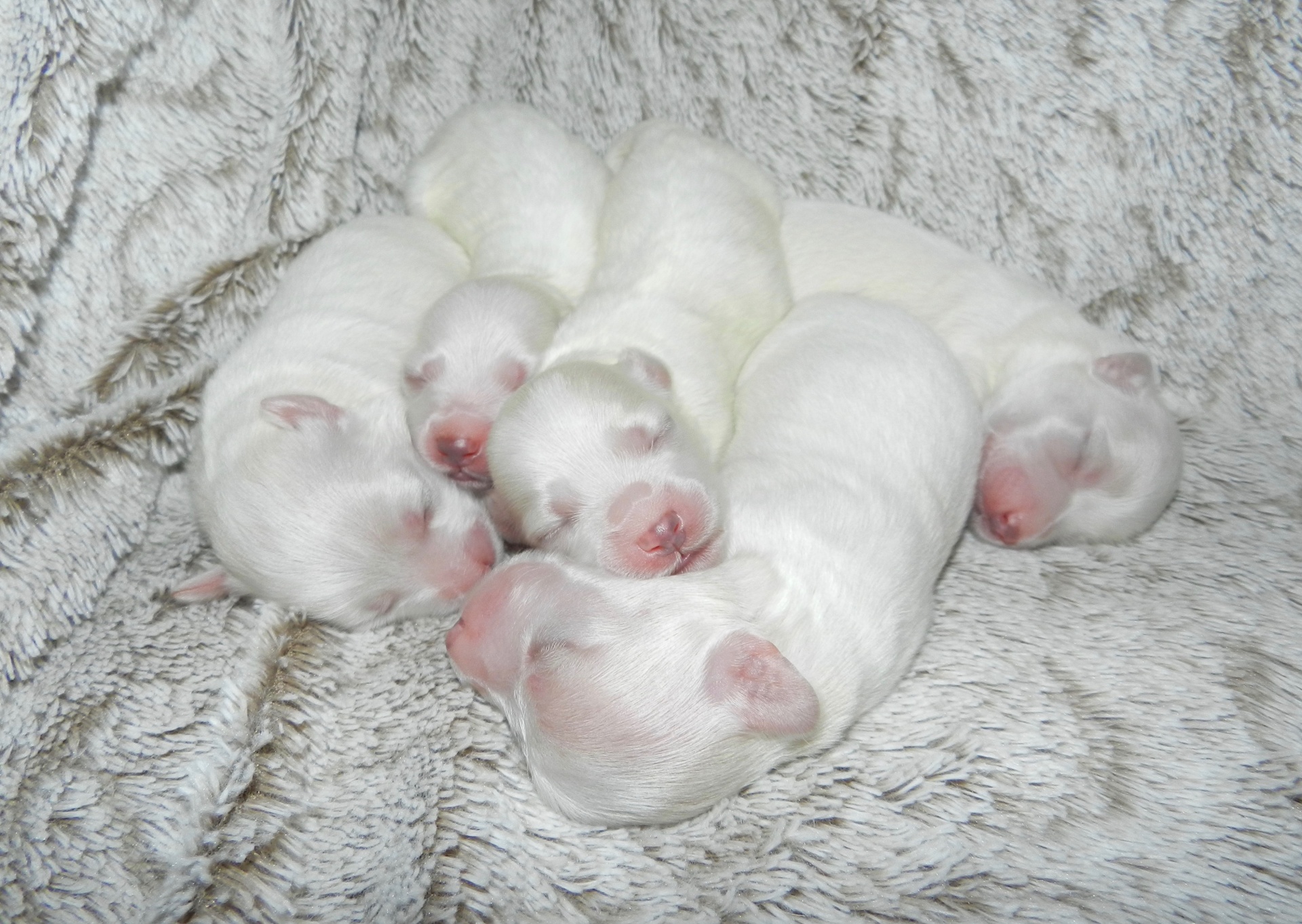puppies coton de tulear newborn free photo