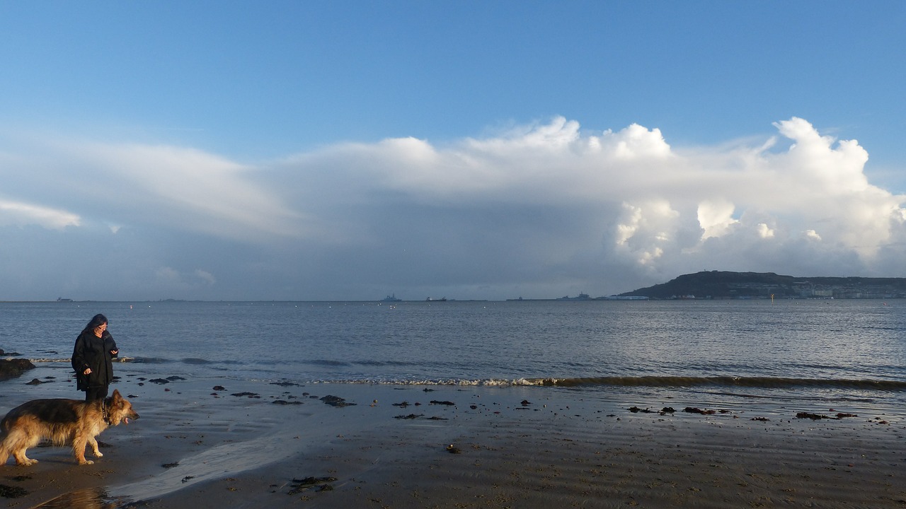 portland dorset dog free photo