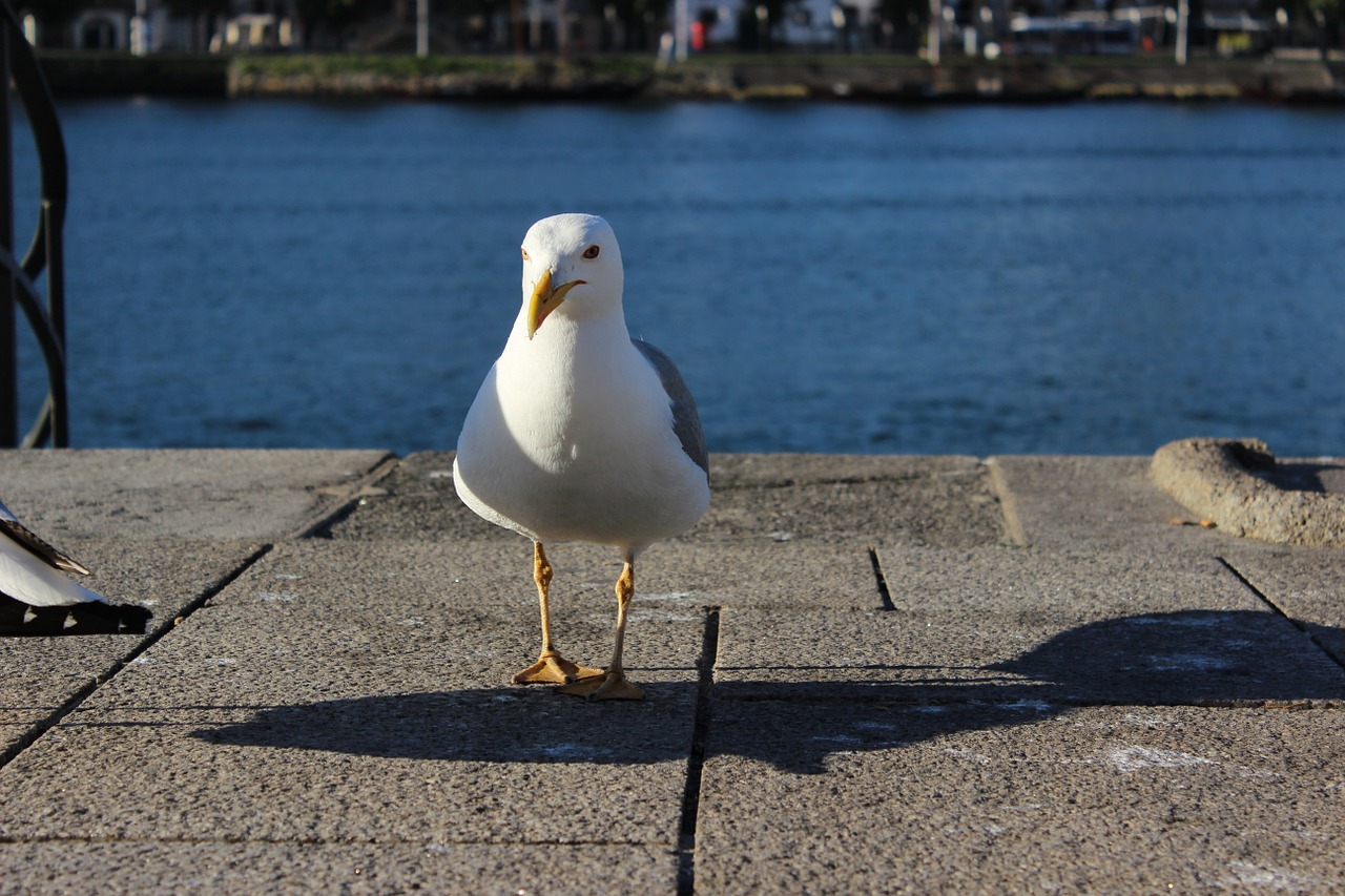 porto river seagull forward free photo