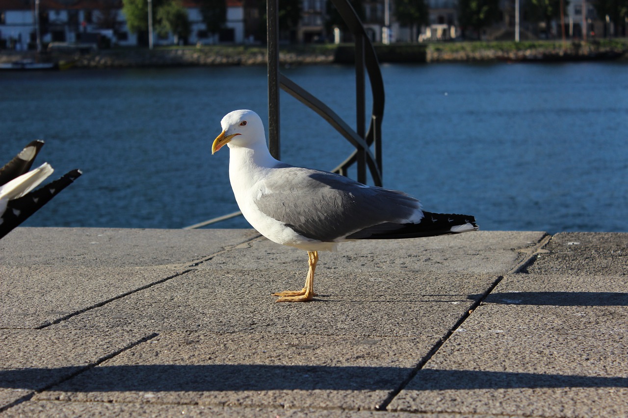 porto river seagull left front side free photo
