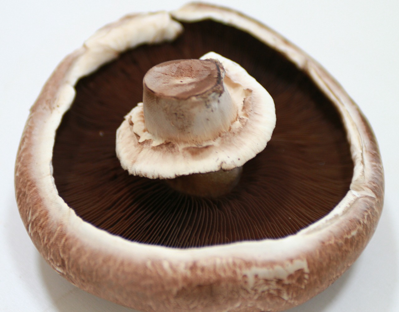 portobello mushroom giant mushroom free photo