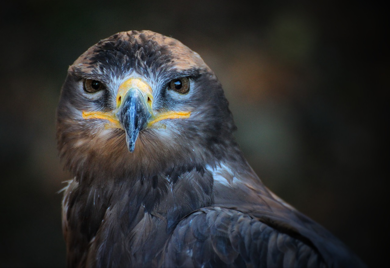 portrait bird nature free photo