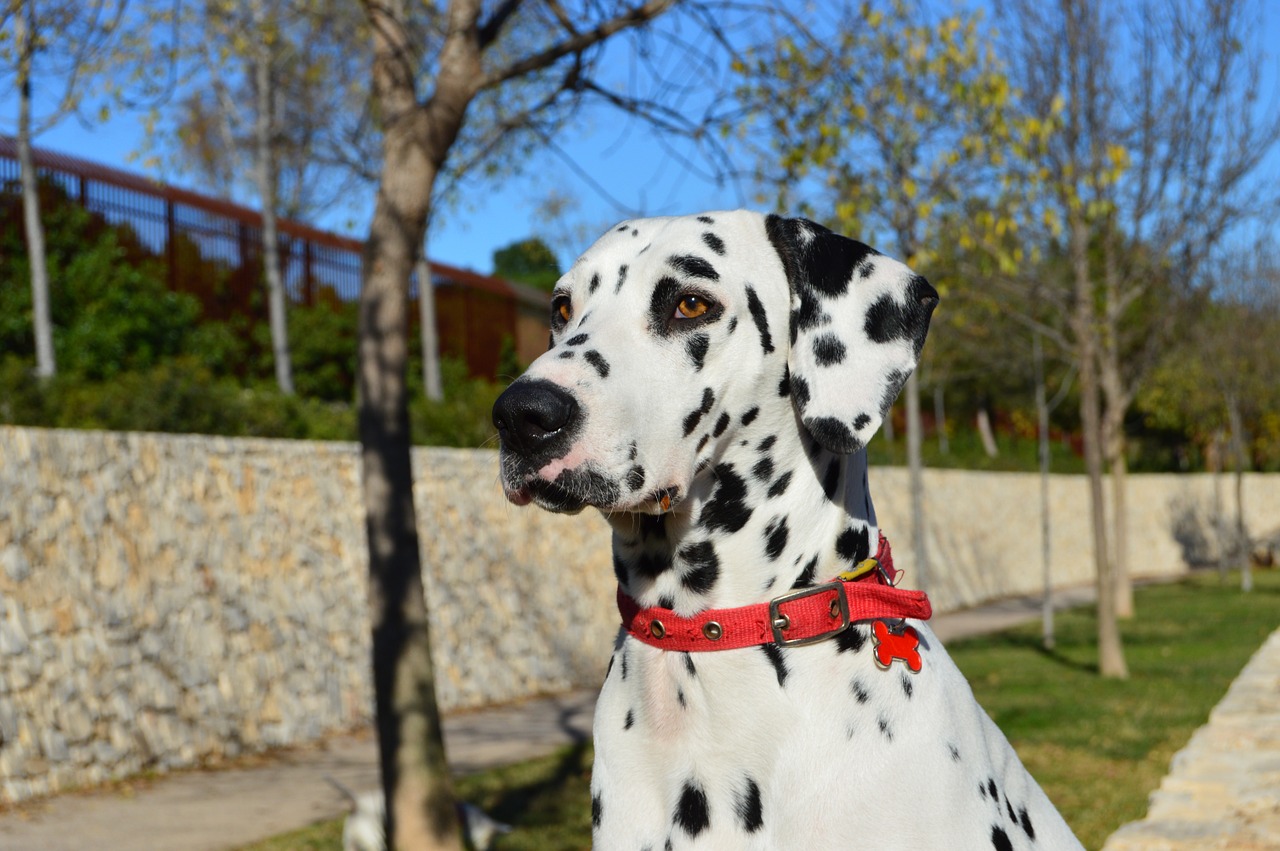 portrait dog dalmatian free photo