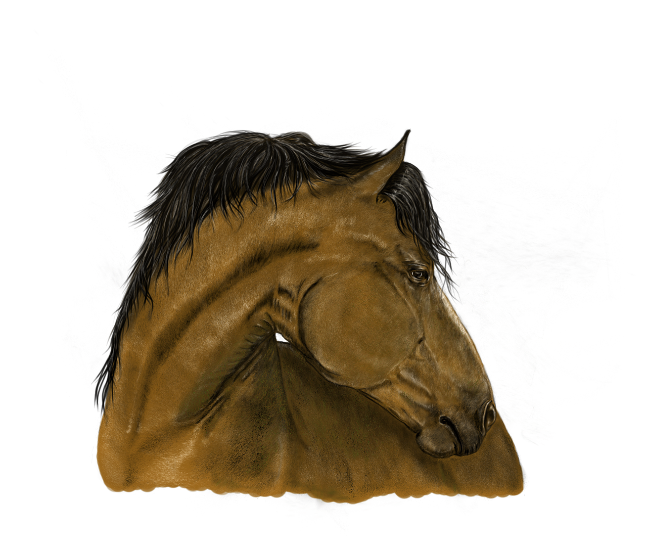 portrait horse digital painting free photo