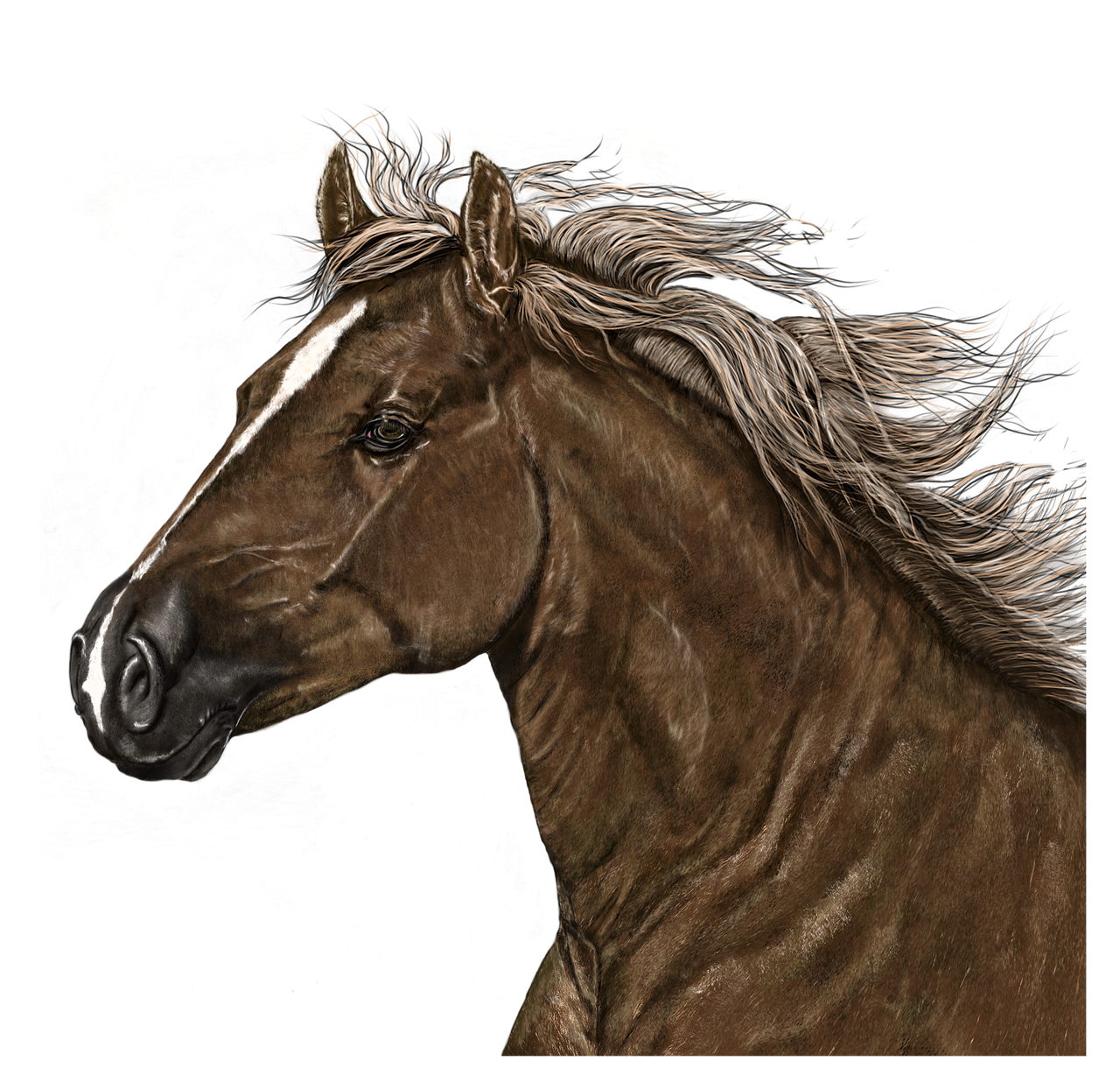 portrait horse art free photo