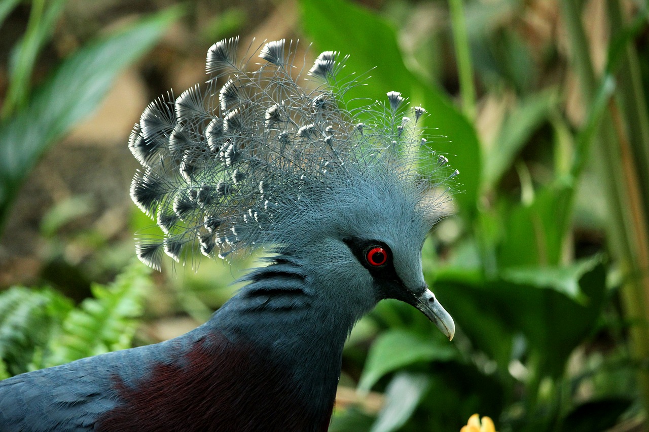 portrait bird nature free photo