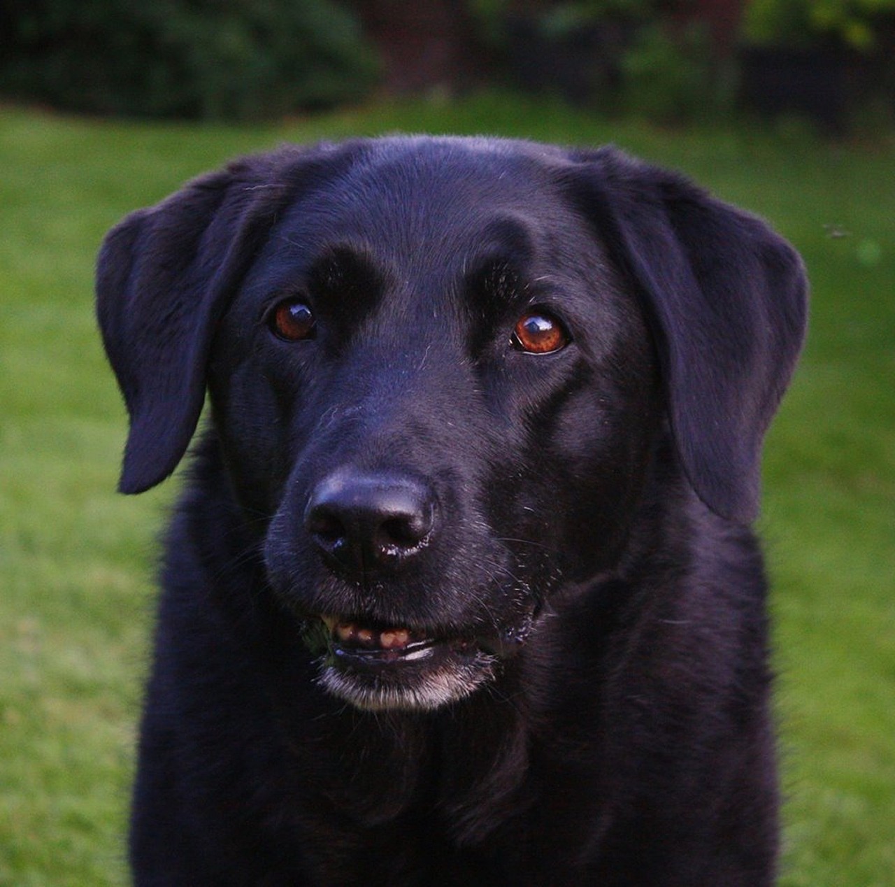 portrait labrador black free photo