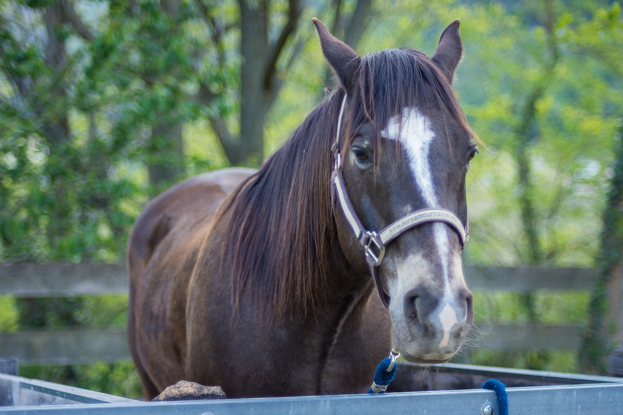 portrait horse summer free photo