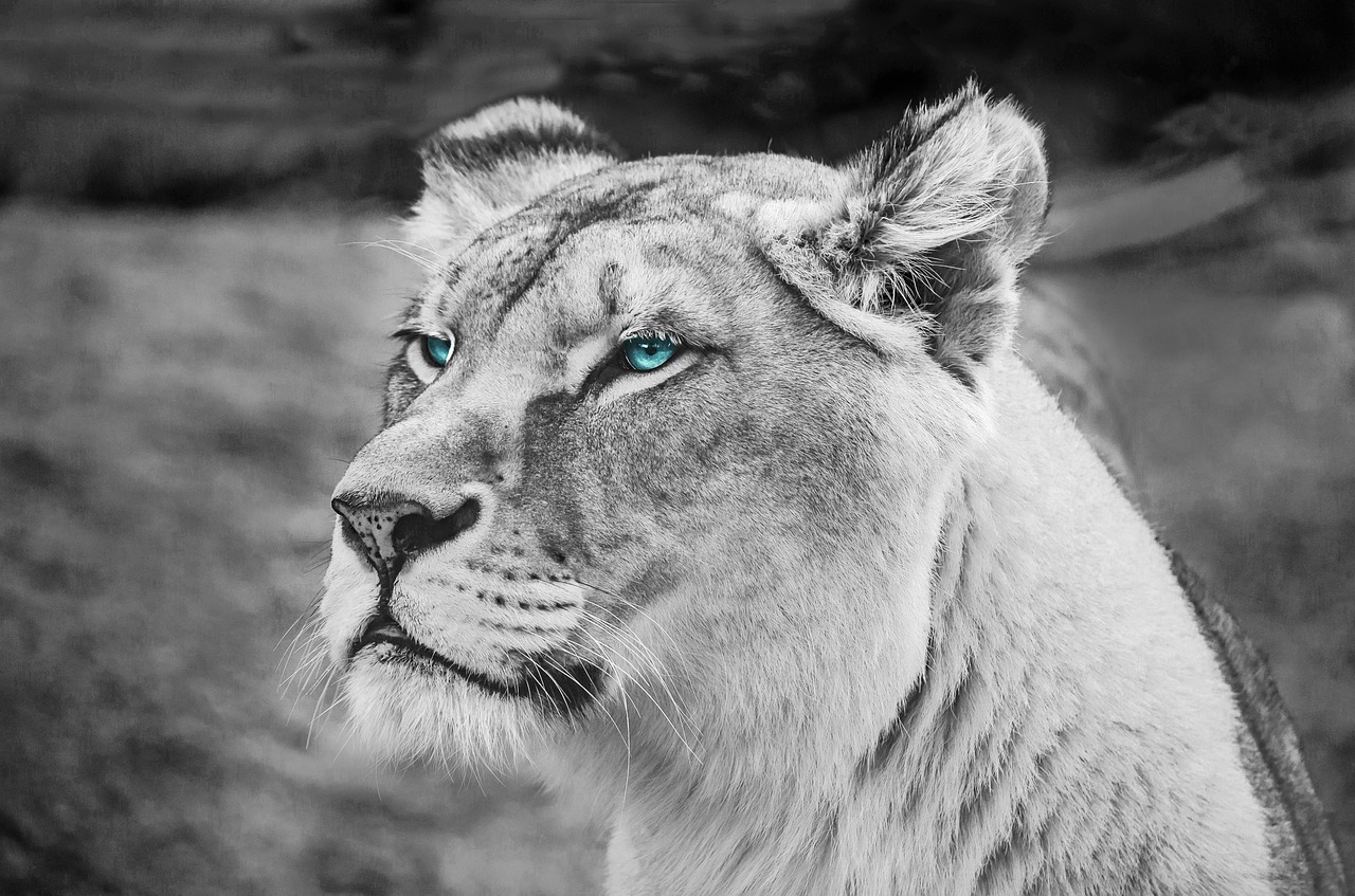 portrait mammal tawny free photo