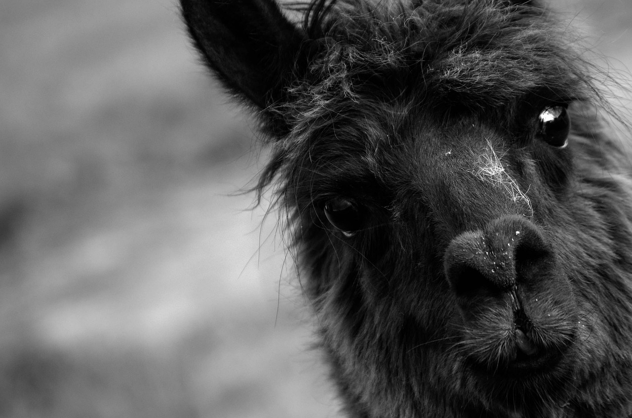 Portrait,animal,mammal,fur,hair - free image from needpix.com