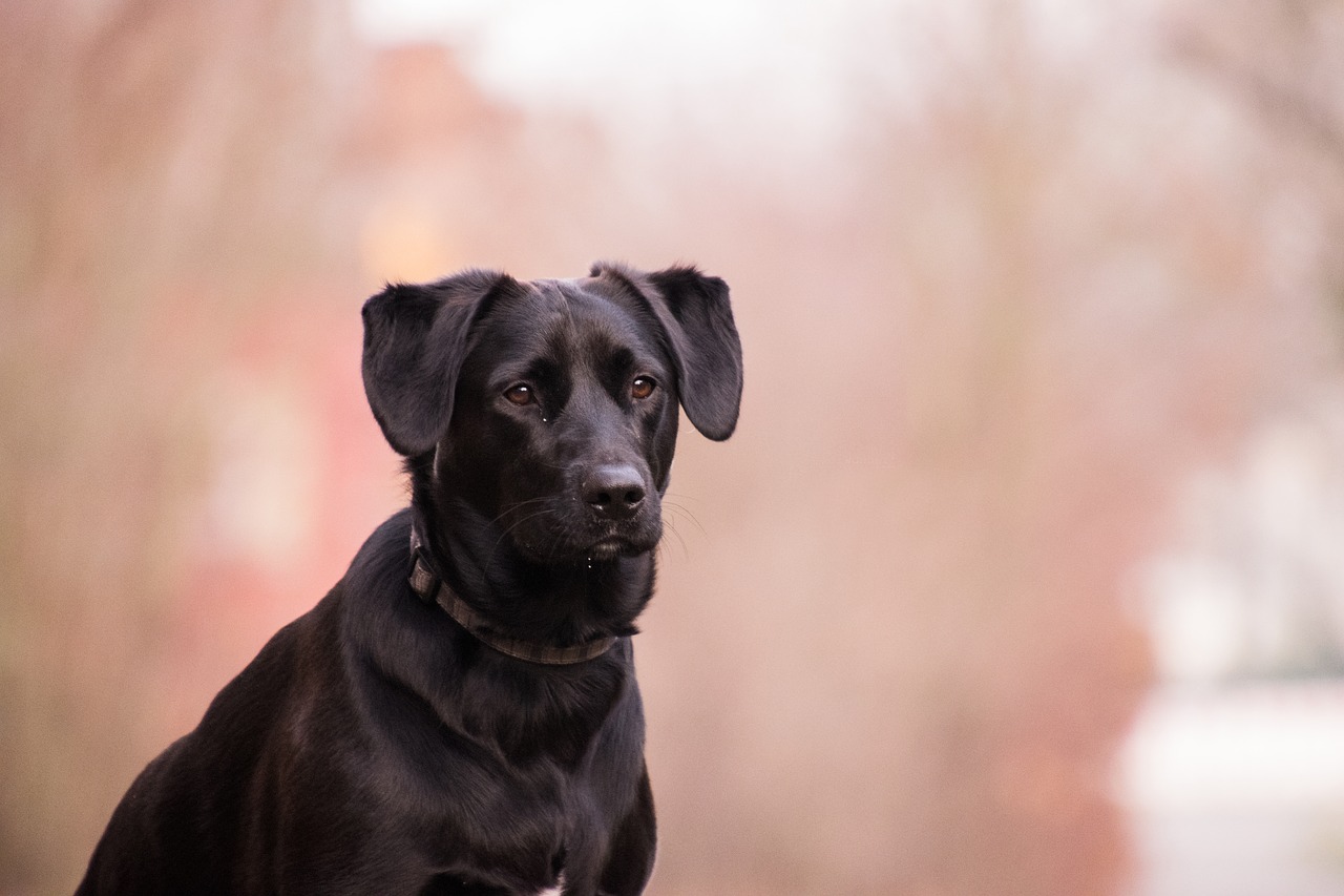 portrait dog cute free photo