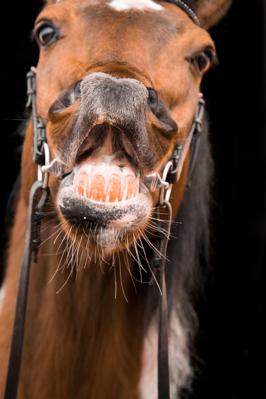 portrait horse head free photo