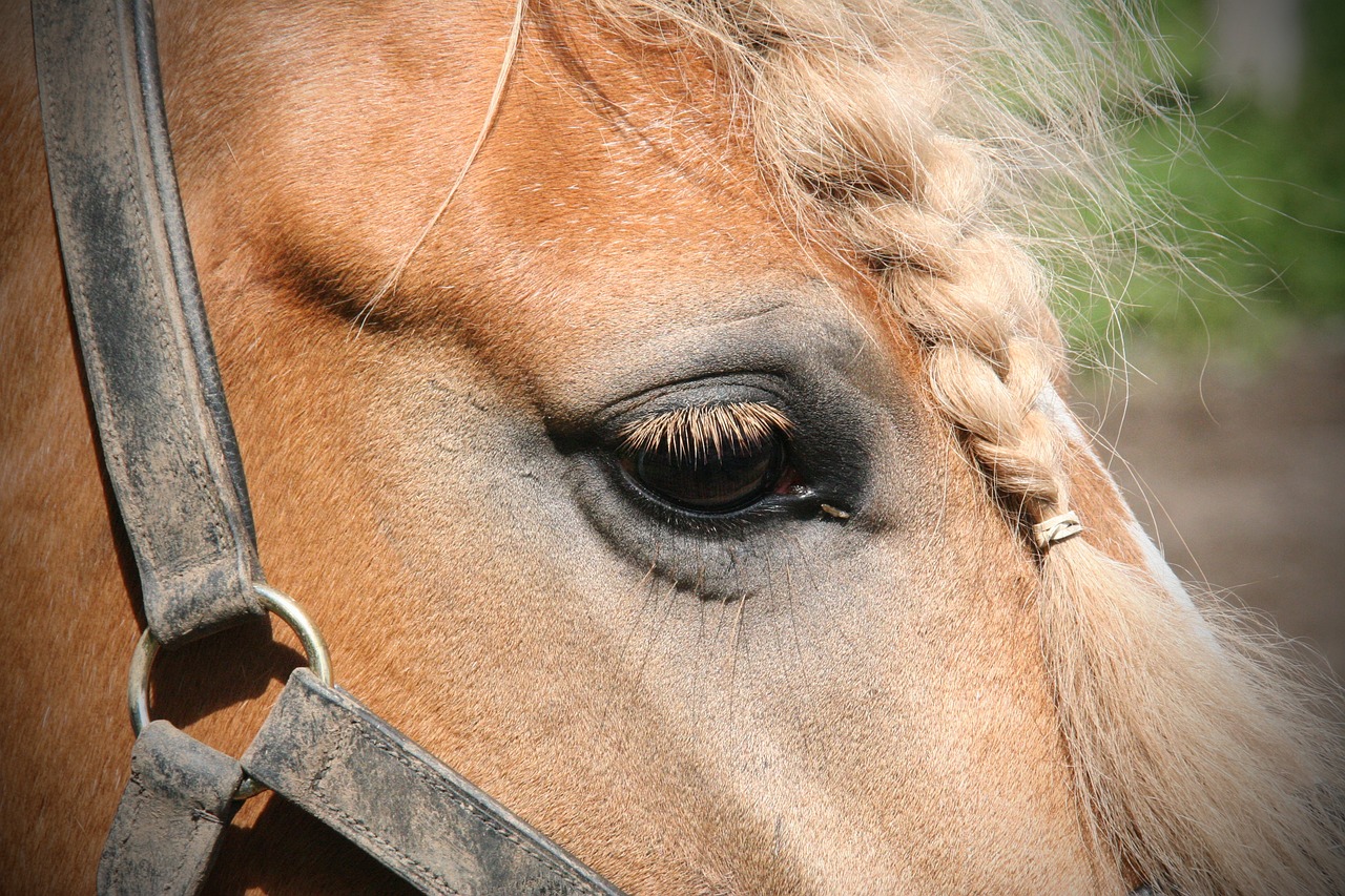 Horse profile portrait