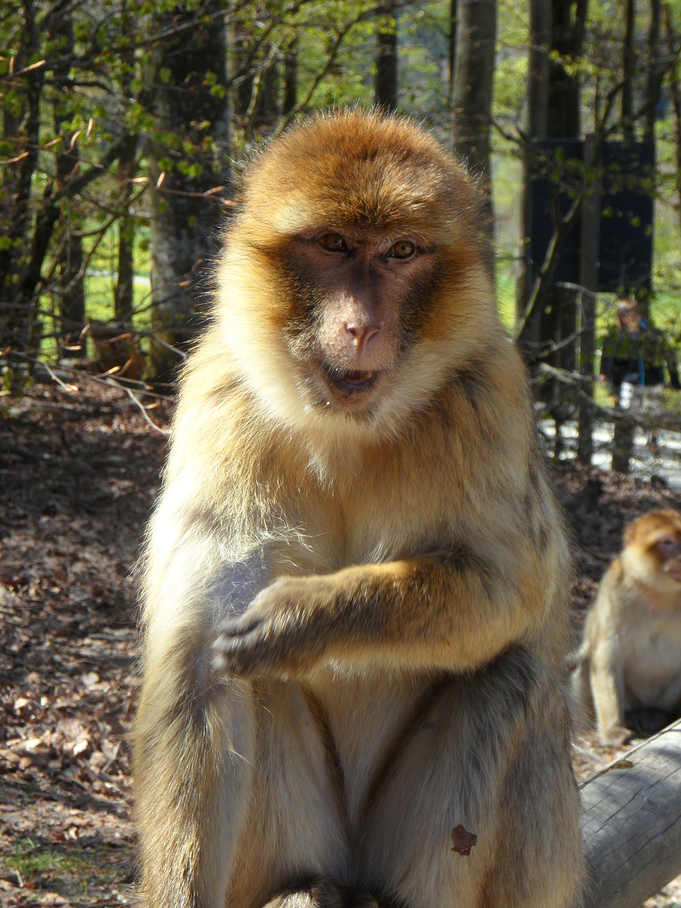 portrait monkey barbary ape free photo
