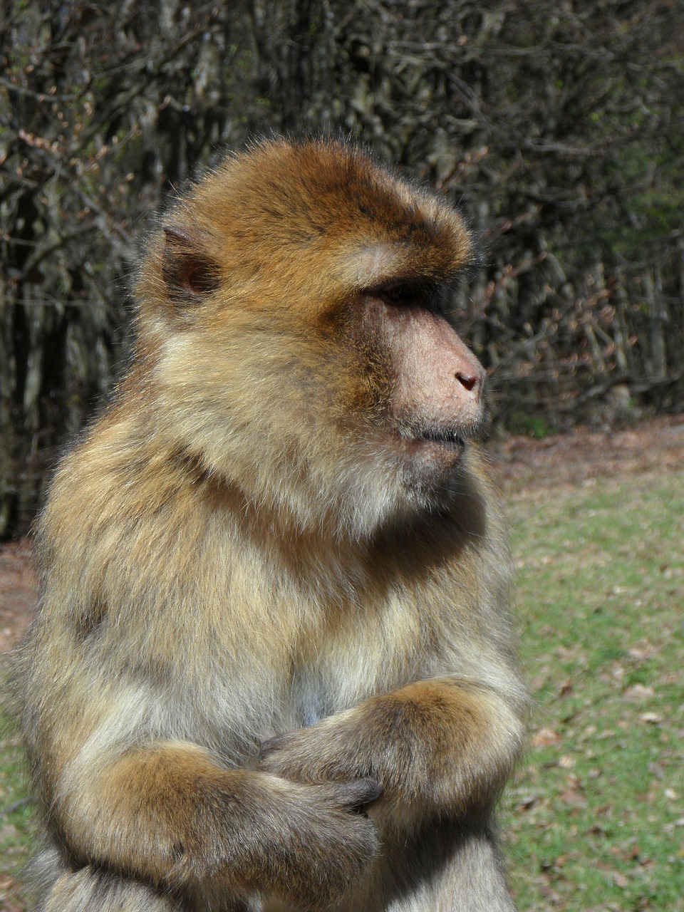 portrait monkey barbary ape free photo