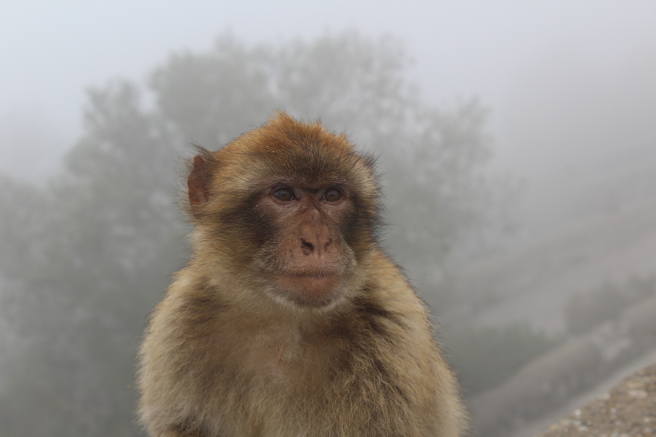 portrait monkey nature free photo