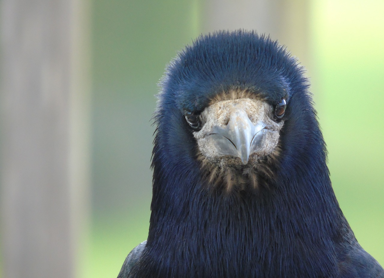 portrait  wildlife  bird free photo