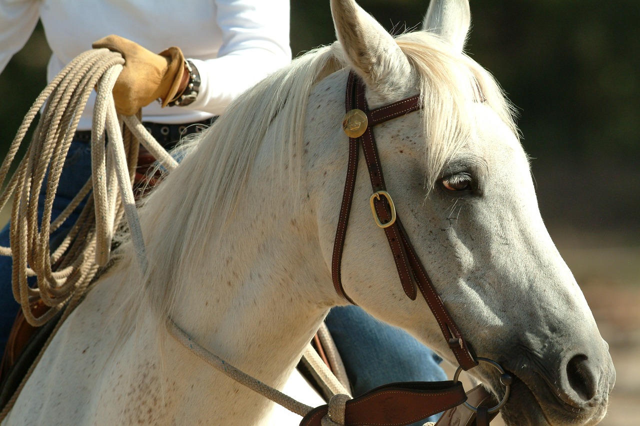 portrait  horse  equine free photo