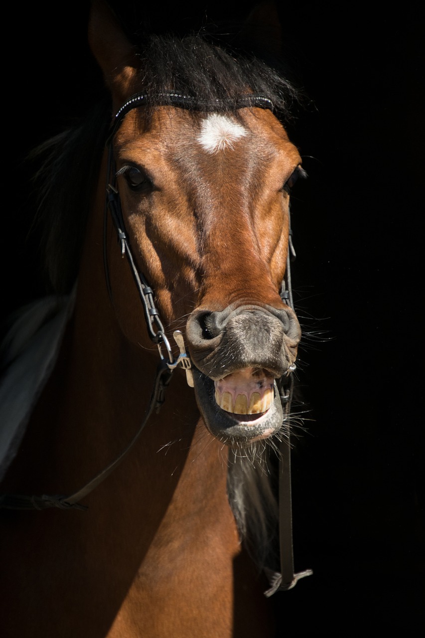 portrait  horse  mammal free photo