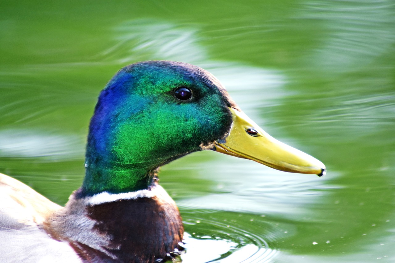 portrait  mallard duck  duck free photo
