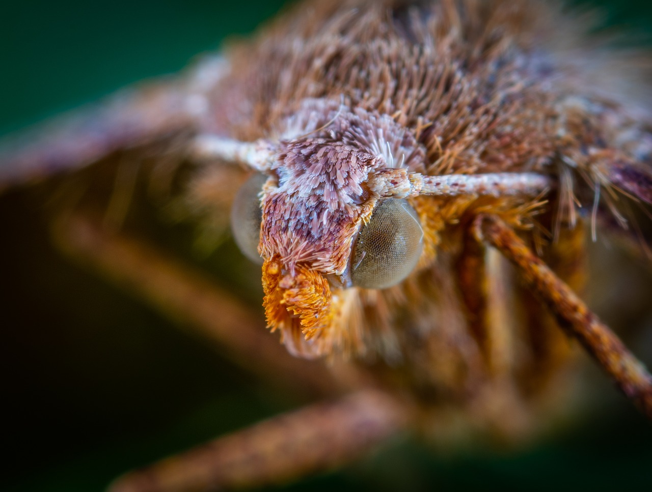 portrait  butterfly  insect free photo