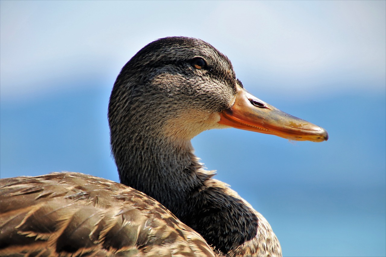 portrait  duck  close up free photo