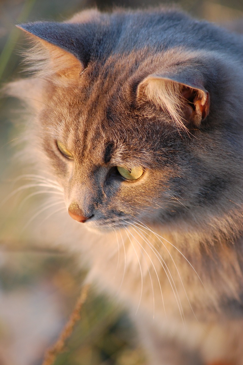 portrait cat pet free photo