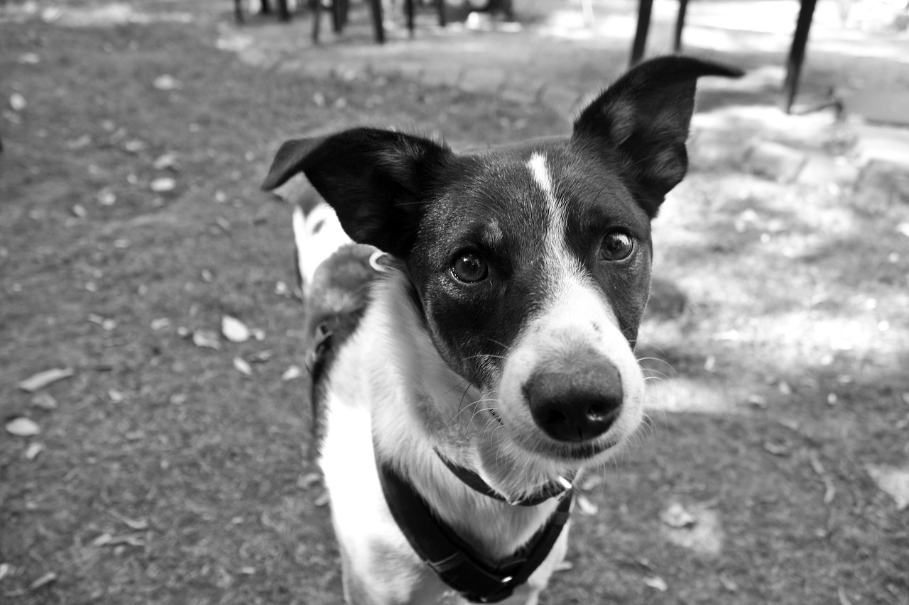 portrait  dog  black and white photography free photo