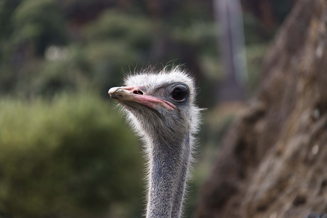 portrait  ostrich  animals free photo