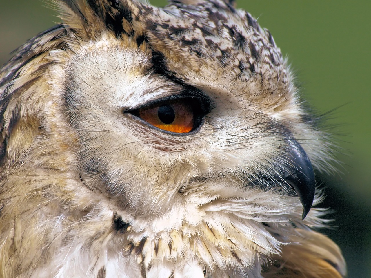 portrait  bird  owl free photo