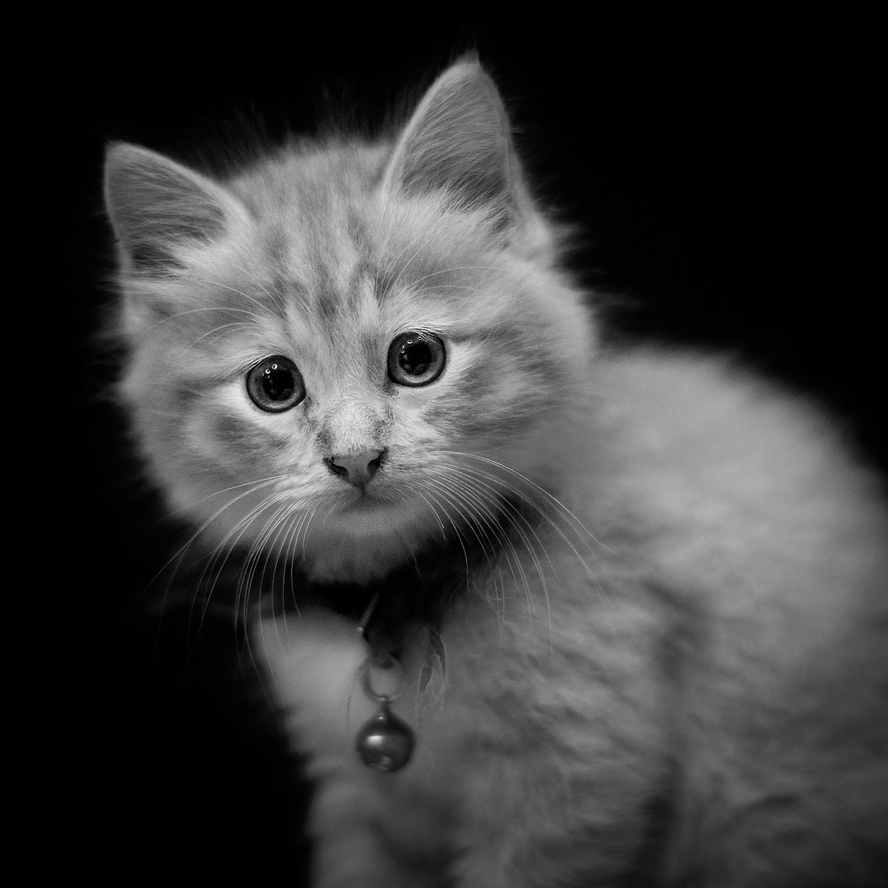 portrait  kitten  cat free photo