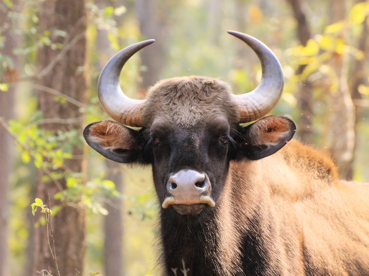 portrait  head  horns free photo