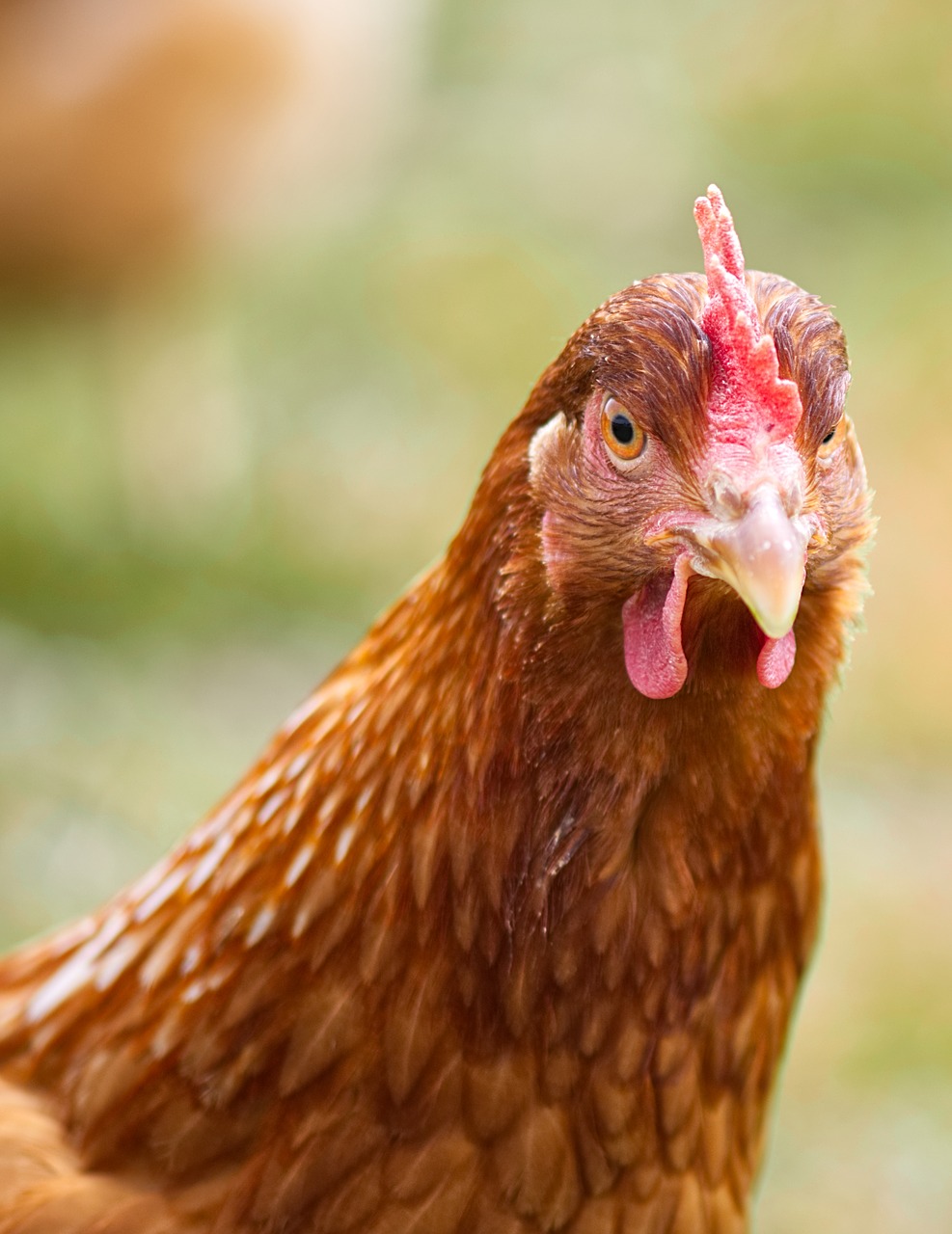 portrait  chicken  poultry free photo