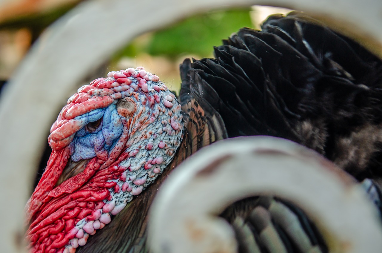 portrait  turkey  nature free photo