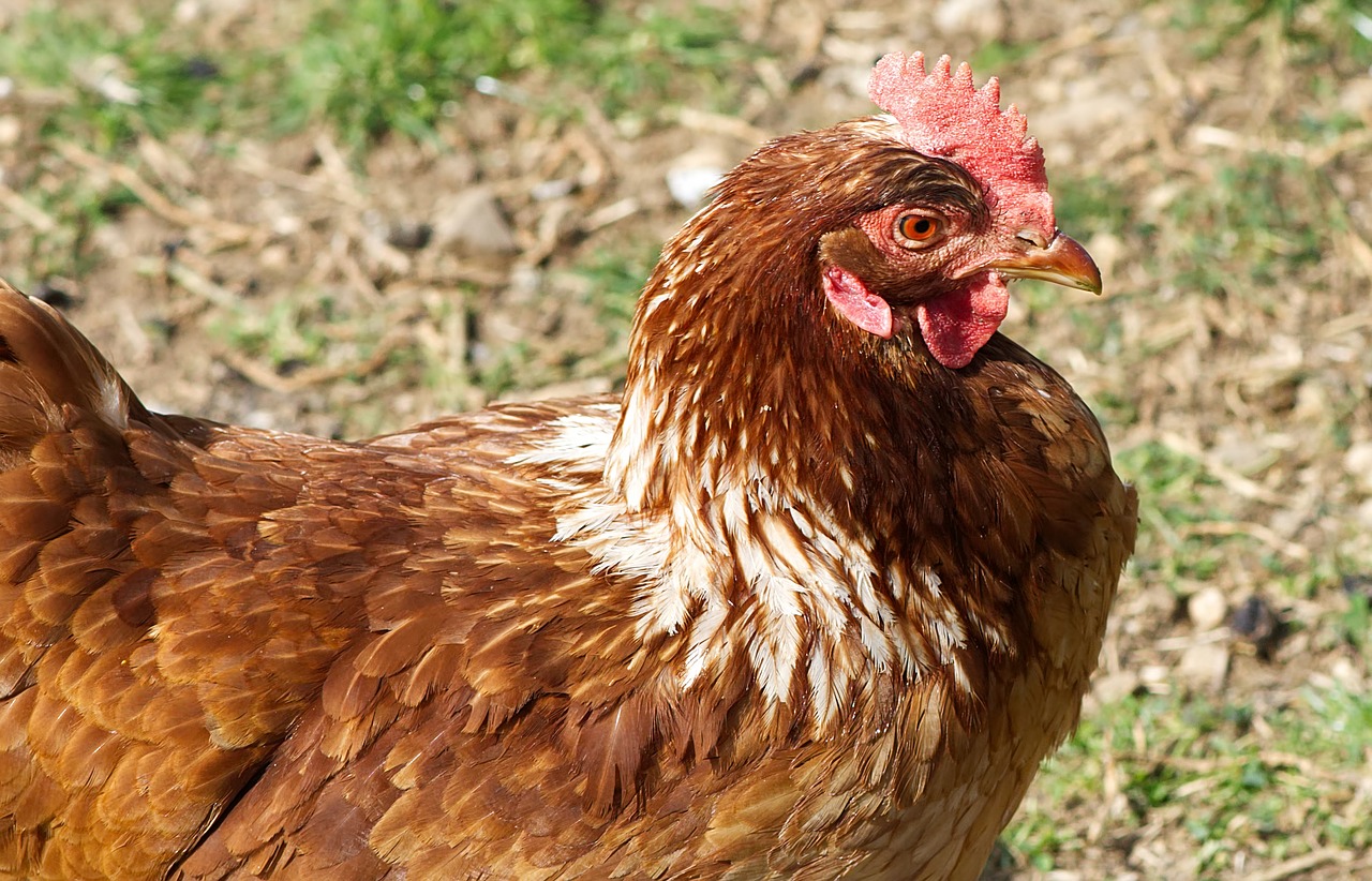 portrait  chicken  poultry free photo